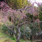 開花間近の枝垂れ梅