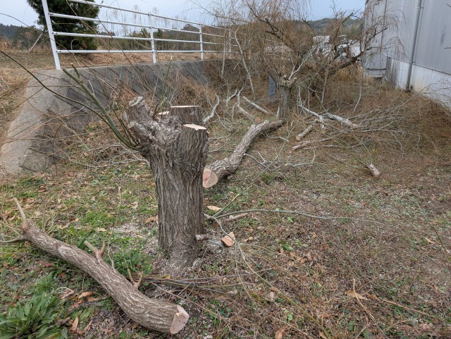 舞台総合研究所裏の柳の木伐倒
